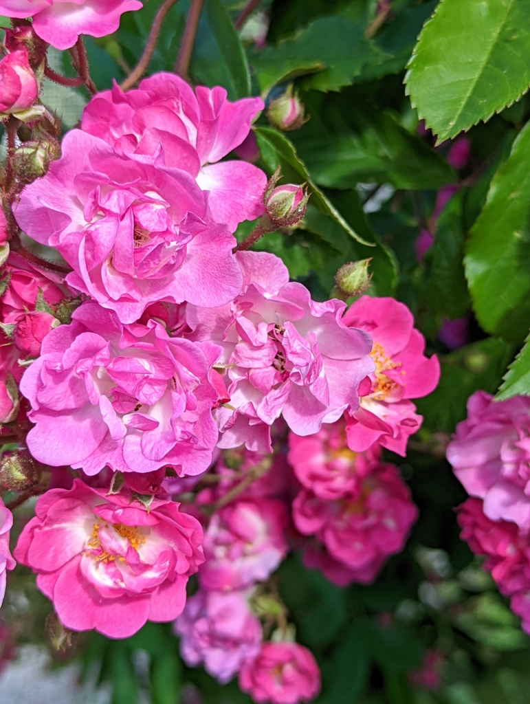 My Many Roses in Bloom - The Martha Stewart Blog