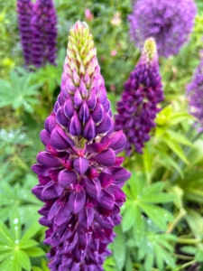 Here is one in dark purple. Lupines come in lovely shades of purple, pink, white, yellow, and even red. Lupines also make great companion plants, increasing the soil nitrogen for vegetables and other plants nearby. (Photo by Chhiring Sherpa)