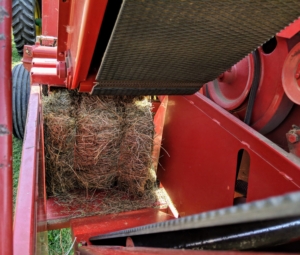 Here's a closer look as a baled "square" moves up to the arm. A measuring device—normally a spiked wheel that is turned by the emerging bales—measures the amount of material that is being compressed. If the hay is properly dried, the baler will work continuously down each row. Hay that is too damp tends to clog up the baler.