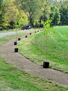 I chose to plant two rows of London plane trees – 46-trees in all. When selecting a location, always consider the tree’s growth pattern, space needs, and appearance. London planes are easy to transplant. They can also develop massive trunks with spreading crowns, so they need lots of space.