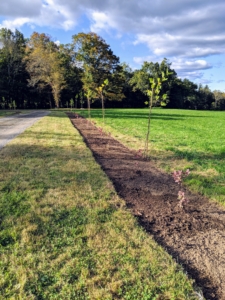This is what the allée looked like shortly after it was planted in 2019.