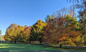This is an autumn photo of my grove of American beech trees, Fagus grandifolia. These American beech trees show gorgeous golden-bronze fall foliage. The leaves persist into winter, after turning a pleasing tan color.
