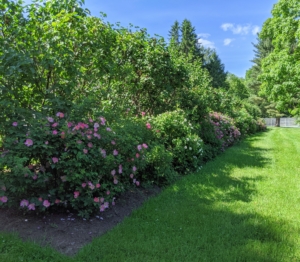 This collection of rose bushes is planted just past my chicken coops and vegetable garden. During late spring and summer, this area is filled with various shades of pink, red, and white fragrant rose blooms.