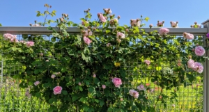 I also have thousands of roses growing along all four sides of my perennial flower cutting garden fence – some are climbing and spilling over the sides.