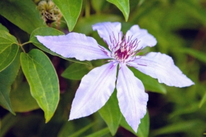 The standard clematis flower has four to six or seven petals, measuring five to six inches across. Colors range from lavender to deep purple, white to wine red, and even a few in yellow. (Photo by Ryan Mesina)