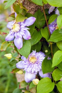 Some clematis cultivars will bloom in partial shade, but to really thrive, they need at least six-hours of sun each day. Just think, “head in the sun, feet in the shade.” The vines like sun, but cool, moist soil. (Photo by Ryan Mesina)