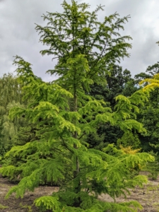 This is a Cedrus deodara ‘Wells Golden’ – an upright true cedar with rich, golden color, which is beautiful in winter. It can grow up to 30-feet tall.