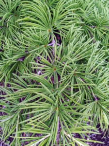 Cedrus evergreen needles are borne primarily in dense clusters that arise from stout, woody pegs.