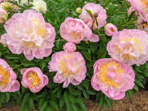 Herbaceous peonies grow two to four feet tall with sturdy stems and blooms that can reach up to 10-inches wide. We spaced the plants about three to four feet apart to avoid any competing roots.