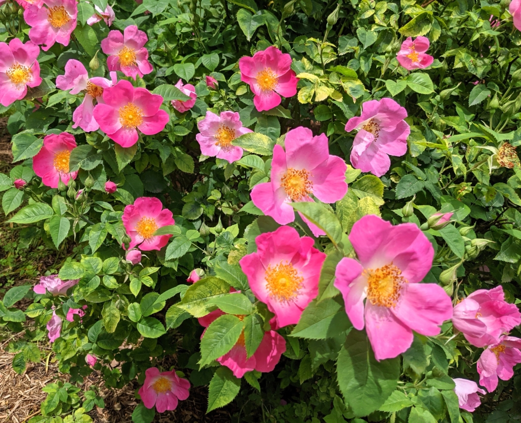 My Many Roses in Bloom - The Martha Stewart Blog