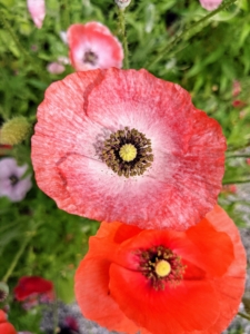 Flowers have four to six petals, many stamens forming a conspicuous whorl in the center of the flower and an ovary of two to many fused carpels.
