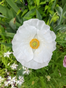 Poppy flowers are attractive to pollinators such as bees, butterflies, and hummingbirds.