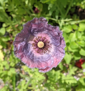 This poppy is smaller, more dainty, and more tissue paper-like in appearance. The gray tones are a favorite.