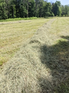 Here is a close look at a row of hay ready to bale. I have three separate areas for growing hay. They are all planted with a mixture of timothy, orchard grass, Kentucky bluegrass, ryegrass, and clovers – all great for producing good quality hay.