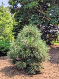 Among the trees growing is this dwarf white pine tree. If you’re not sure how to tell some of these popular trees apart, here are some key tips: pines have needles that are arranged and attached to the branches in clusters of two, three or five. Spruce and fir trees have needles attached individually to the branches. Spruce needles are sharply pointed, square and easy to roll between the fingers. They’re attached to small, stalk-like woody projections, and when the needles fall, the branches feel rough. Fir needles are softer, flatter and cannot be easily rolled between the fingers. Fir needles are usually attached only on the upper side of the branch. Its branches lack projections, so the bark is smooth. And, a fir tree’s cones stand straight up on many species, or protrude outward on others.