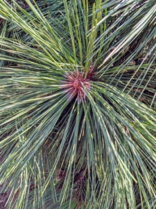 The needles on this dwarf white pine are soft and blue-green in color.