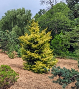 This is Picea orientalis ‘Skylands’ – with beautiful short, tight, yellow foliage, and a graceful form. Oriental spruce is a slow-growing, upright tree that typically grows about eight to 10-feet tall over the first 10-years. The name ‘Skylands’ has no relation to my home in Maine, but I was attracted to it because it was called ‘Skylands.’ This tree was introduced by Skylands Botanical Garden in New Jersey, in 1979.