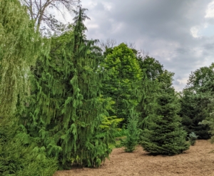Once trees are mature, they need little maintenance except for regular mulching and removal of dead or diseased branches. We also keep the ground well-mulched using material made right here at the farm.