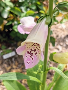 Each 1½ to 2½ inch long pink, purple, or white corolla has long hairs inside and is heavily spotted with dark purple edged in white on the lower lip, which serves as a landing platform for pollinators. The flowers are visited by bees – primarily bumblebees – which climb deep into the flower tube to get the nectar inside.