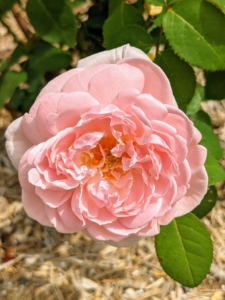 ‘Eglantyne’ is a David Austin favorite. It has perfectly formed, soft pink blooms with a charming, sweet Old Rose fragrance.