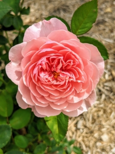 Here is ‘The Alnwick Rose’ – with broad, full-petalled shallow cups of soft to rich pink. In an upcoming blog, I'll also share photos of the roses in my flower garden and down in the lilac allée - they're all so beautiful this time of year.