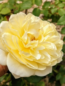 Another beautiful David Austin rose is ‘The Poet’s Wife,’ which bears rich yellow flowers that pale over time. The form has an outer ring of petals enclosing more petals. There is a strong, wonderfully rich fragrance with a hint of lemon, which becomes sweeter and stronger with age.