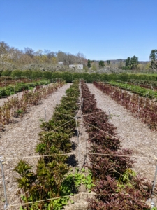 In April, my herbaceous peony bed is filled with almost knee-high stems. Before the flowers appear, we put up stakes, so the peonies are well-supported as they grow. We use natural twine and metal uprights I designed myself for this purpose.