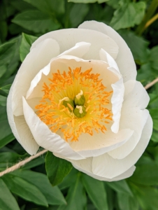This was one of the first white peonies to open. The peony is any plant in the genus Paeonia, the only genus in the family Paeoniaceae. They are native to Asia, Europe, and Western North America.