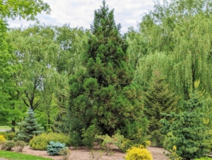 When I first bought my farm, I knew I wanted to plant many, many trees – young trees, to replace the older ones when their lives ended. I love all the different sizes and varieties. This collection includes pine trees, but I have also included many spruces, firs, and other evergreens.