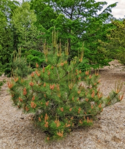 This Pinus resinosa is a dwarf red pine native to eastern North America. It is a compact bush with long, green needles.