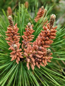 Red-brown buds develop at the tips of branches. The decorative reddish cones of the dwarf red pine remain on the tree for several years.