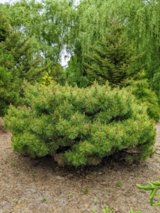 Pinus densiflora ‘Jane Kluis’ is a dwarf, globular form with a flat top. It typically grows to four feet tall and six feet wide over the first 10 years.