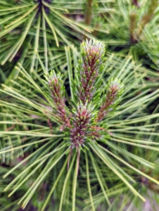 It has rigid green needles that radiate from around the stems. This cultivar was discovered in the mid-1970s by Rudolph Kluis of Marlboro, New Jersey.