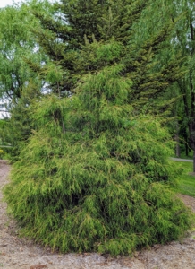 Chamaecyparis pisifera ‘Filifera’ is commonly known as Sawara cypress, a large, pyramidal, evergreen conifer that grows in the wild up to 70 feet tall with a trunk diameter to five feet. It is native to the Japanese islands of Honshu and Kyushu.