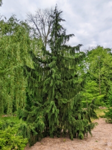 This tree is often seen at nurseries as Chamaecyparis nootkatensis ‘Pendula’. At botanical gardens, it is also called Cupressus nootkatensis ‘Pendula’ or Callitropsis nootkatensis ‘Pendula’. It is commonly known as a weeping Alaskan cedar, a slender, strongly weeping form that grows to as much as 35 feet tall. It has widely spaced ascending to horizontal branches with flattened sprays of blue-green leaves.