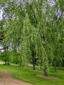 On one side of this pinetum are the gorgeous weeping willows. Weeping willows are wide and tall with beautiful curtains of drooping branches that sweep the ground. I have several groves of weeping willow trees growing at my farm.