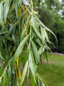 The leaves are long and narrow with a light green color and a finely toothed margin.