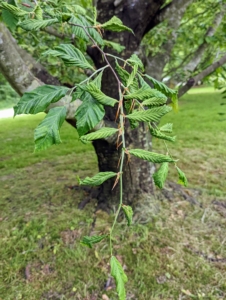 The owner, Sebastian "Rocky" Camarillo, assessed all my beech trees and noticed there was something definitely wrong. The leaves looked withered and many had not grown.