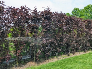 Next, he moves onto the trees surrounding my pool - also beech trees, purple columnar beech trees, Fagus sylvatica 'Dawyck Purple'. Rocky also fertilizes these trees. Giving the trees extra nutrients will help them fight off disease and remain healthy. So far, these trees look great.