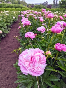 Peonies are one of the best-known and most dearly loved perennials – not surprising considering their beauty, trouble-free nature, and longevity.