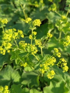 Here's a closer look at the small blossoms. Lady's mantle grows extremely well in full sun to partial shade and will tolerate near-complete shade. In very hot climates, it prefers some afternoon shade to avoid sun-scald on the leaves.