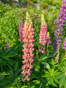 Lupinus, commonly known as lupin or lupine, is a genus of flowering plants in the legume family, Fabaceae. The genus includes more than 200 species. It’s always great to see the tall spikes of lupines blooming in the garden.