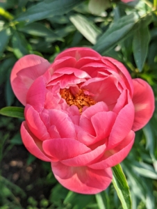 And, among my favorite flowers is the peony. The peony is any plant in the genus Paeonia. Peonies are considered rich in tradition – they are the floral symbol of China, the state flower of Indiana, and the 12th wedding anniversary bloom.