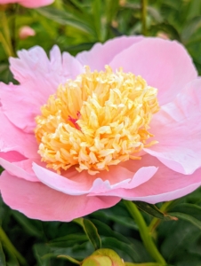 I have peonies in this garden, but I also have a garden filled with only herbaceous peonies in shades of pink and white. Peonies love cooler climates where they get pronounced winter chill. Some will do well in warmer areas. All are also worth a try in dappled shade.