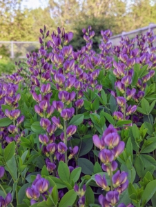 Baptisia produces loads of sturdy spikes filled with rich pea-like blossoms that emerge in mid to late spring. The showy terminal flower spikes are followed by inflated seed pods. The pea-like flowers are attractive to butterflies and other insect pollinators.