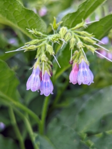 Comfrey, Symphytum officinale, is a tall, easy to care for perennial plant that is often grown for its beauty. Comfrey plants shoot up quickly, early in the season, and can easily reach heights of around five feet.