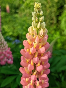 Here’s another gorgeous lupine plant – in yellow and soft pink. Their telltale look is a tall, showy spire of flowers with impressive grayish-green textured foliage.