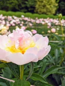 Peonies usually bloom quite easily. Always be sure the plants get at least six hours of full sun per day.