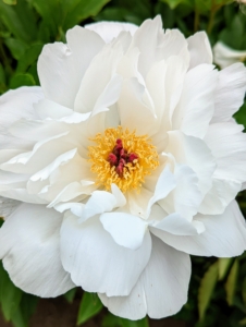 This is ‘Star Power’. It has pure white, large blossoms with bold round guard petals and red tipped stigmas. When using peonies for cut flowers, gather them early in the morning, and cut those whose buds are beginning to show color and feel similar to firm marshmallows. Always cut the stems at an angle and change the water daily.