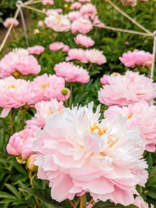 The peony is a perennial flower. The majority of peonies are hybrids and classified as herbaceous, or as deciduous tree peonies. The peony is showy, frilly with tuberous root systems.